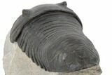 Bargain, Inflated Wenndorfia Trilobite - Composite Head #190160-3